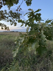 Quercus macrocarpa