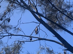 Pteropus poliocephalus