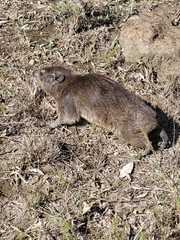 Procavia capensis