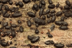 Hysterium angustatum