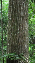 Sapium glandulosum