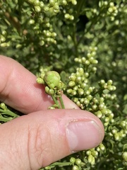 Rhopalomyia californica
