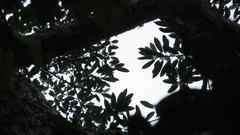 Sapium glandulosum