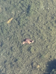 Actinemys marmorata marmorata