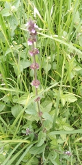 Stachys agraria