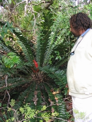 Encephalartos ferox ferox