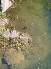 Actinemys marmorata marmorata