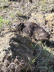 Procavia capensis
