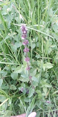 Stachys agraria