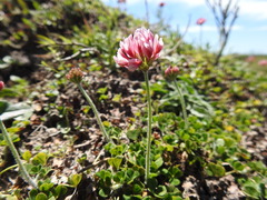 Trifolium polymorphum