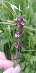 Stachys agraria