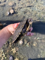 Actinemys marmorata marmorata