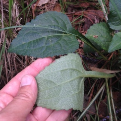 Iostephane trilobata
