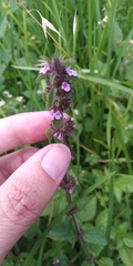 Stachys agraria