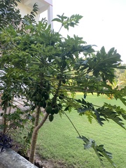 Carica papaya