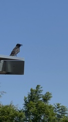 Corvus