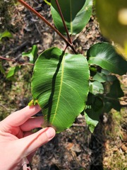 Corymbia citriodora