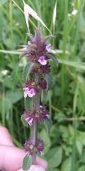 Stachys agraria