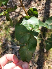 Corymbia citriodora