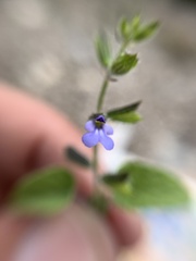 Salvia podadena