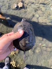 Actinemys marmorata marmorata