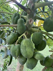 Carica papaya