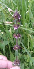 Stachys agraria