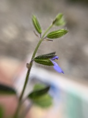Salvia podadena