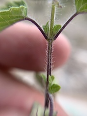Salvia podadena