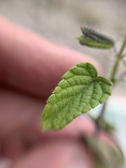 Salvia podadena