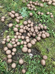 Apioperdon pyriforme