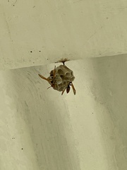 Polistes crinitus
