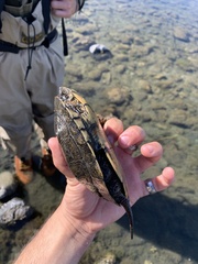 Actinemys marmorata marmorata