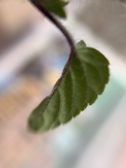 Salvia podadena