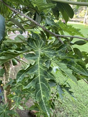 Carica papaya