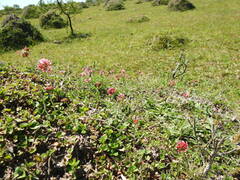 Trifolium polymorphum