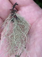 Usnea subfloridana