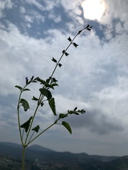 Salvia podadena
