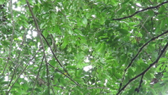 Vatairea erythrocarpa