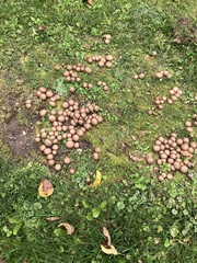 Apioperdon pyriforme