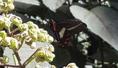 Parides proneus