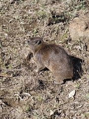 Procavia capensis