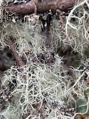 Usnea subfloridana