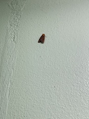 Phaegopterina