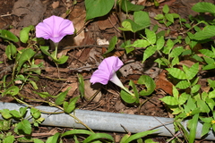 Ipomoea suffulta