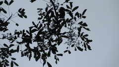 Zanthoxylum acuminatum