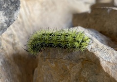 Automeris zephyria