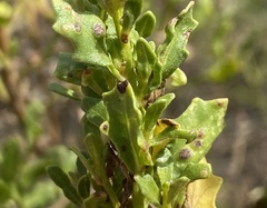 Aceria baccharipha