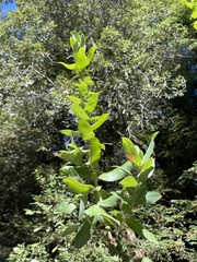 Arctostaphylos andersonii
