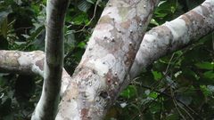 Zanthoxylum acuminatum